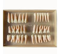 SGKOMN Modelo de Dientes de 32 Piezas, Juego de Modelos de Dientes dentales con Caja de Almacenamiento, Aumento de 2,5 Veces, Material de PVC, Forma Realista y artesanía estándar, para demostración