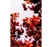 Shades of Red: Fall Daily Journal for Gratitude, Priorities, Notes and Cozy Autumn Planning