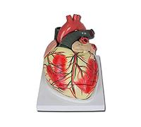 Shanghai Pop3D - Modelo anatómico del corazón línea Value, con estructura interna, válvulas cardíacas, 40070