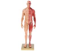 SHANRROW Modèle de Muscle humain 11 pouces (30 cm), Figurine d'anatomie Masculine, squelette musculaire humain, modèle anatomique, Aide pédagogique