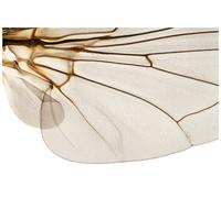 Shapingwaves Insects & Swarms