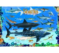 Sharks 100 Pieces Eurographics Kids 5+ Sharks - Rompecabezas d (Importación USA)