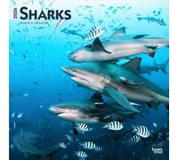 Sharks | Calendario mensual cuadrado de pared 2026 de 12 x 24 pulgadas (colgado) | Sin plástico | BrownTrout | Animales marinos y peces