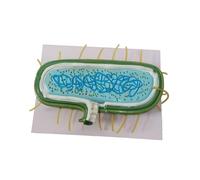 Sharplace Modelo de Anatomía, Célula de Bacteria Procariótica, Nucleoide del Citoplasma Que Muestra La Pared Celular, Modelo Ampliado para Profesores, Clase de