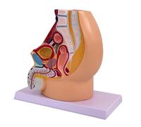 Sharplace Modelo de La Pelvis Y El Urinario Reproductivo. Material Didáctico Realista para Alta Simulación Y Etiquetado a Color, Masculino