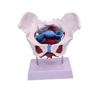 Sharplace Modelo de Pelvis Femenina, Material Didáctico, Aprendizaje de Ciencias, Esqueleto Humano Premium, Esqueleto Profesional, Style C