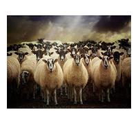 Sheep Flock Farm Animal Art Print Poster Wall Decor 12X16 Inch