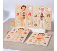 Shein 1 pieza Modelo de rompecabezas de anatomía humana de madera, juguete educativo para bebés y niños pequeños, aprendizaje de la autoconciencia de los ór
