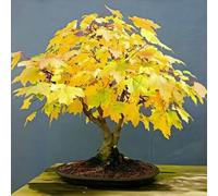 Shein 10 piezas de Arce Rojo Maple, adecuado para plantar en el jardín, planta perenne resistente a la sequía, a pleno sol o sombra parcial, para interior y