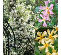 Shein 10 piezas de jazmín estrellado, para cultivar plantas aromáticas de Jazmine, flores para balcón de jardín de casa de campo de jázmin