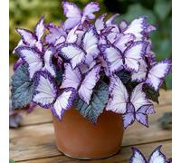 Shein 10 semillas/paquete Semillas de Begonia Mariposa de Luna, flores moradas y blancas, para plantar al aire libre