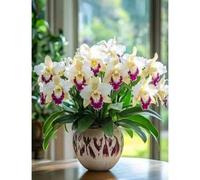 Shein 100 piezas de crisantemos y orquídeas para interiores y exteriores, flores de larga floración que atraen insectos, diversidad genética, hermosa planta