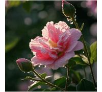 Shein 100 piezas de flores de hibisco, flores perennes para exteriores, plantas perennes de cobertura del suelo, flores para jardín exterior para un hermoso