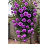 Shein 100 piezas de flores de rosa bonsái, flores perennes para cultivar en interiores, plantas de jardín, árboles para decoración del hogar