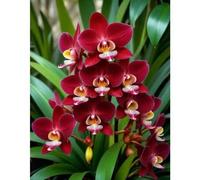 Shein 100 piezas de orquídeas de alta calidad que florecen todo el año, resistentes a la sequía y fáciles de cultivar, planta decorativa para interiores y e
