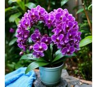Shein 100 piezas de orquídeas de súper alta calidad, florecen durante toda la temporada, resistentes a la sequía y fáciles de cultivar, planta decorativa pa