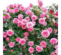 Shein 100 piezas de rosas rosadas para exteriores - Plantas de enredaderas de jardín de heredera, flores decorativas para el paisaje del hogar