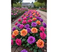 Shein 100 piezas Flores de rosa para cultivar bonsái, plantas de interior, planta reutilizable, suministros para el jardín y el hogar