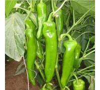 Shein 100 semillas de pimientos grandes en forma de fruta de alto rendimiento y no picantes, adecuadas para balcones y macetas de jardín.