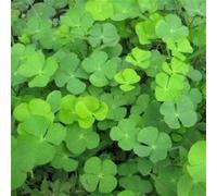 Shein 100 semillas de trébol de cuatro hojas y trébol de tres hojas que traen suerte, cubierta vegetal ideal para jardín, exterior, flores, plantas y hortic