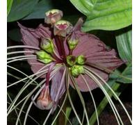 Shein 100 semillas/paquete Flor T Chantrieri, Flores de murciélago negras, 5 semillas frescas, flores negras altas, jardín tropical, zona 10 a 11, plantas d