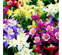 Shein 100 semillas/paquete Semillas de Campanilla de la mañana, semillas de flores perennes para exteriores, semillas de plantas tapizantes perennes, semill