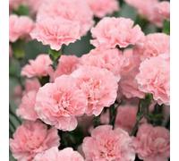 Shein 100 semillas/paquete Semillas de rosa de musgo, flores perennes al aire libre, plantas de cobertura del suelo perennes, claveles rastreros, plantas de