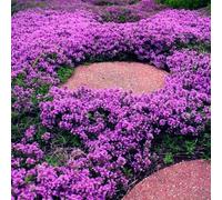 Shein 120 piezas de flores mágicas moradas Lavendering para plantar, plantas de cobertura del suelo, flores de la heredera, La Ever Evergreen, Thymus Erpyll