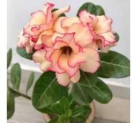 Shein 20 piezas Flores tropicales perennes multicolor de rosa de desierto para cultivo interior y exterior, diversidad genética deslumbrante