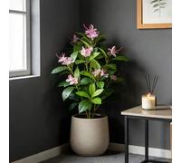 Shein 21-40cm Plantas artificiales de azaleas, ramas de árbol de flores de cerezo falsas, hojas de palma tropical, follaje de higuera falso con flores, plan