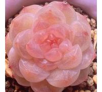 Shein 50 piezas de Echeveria Apparition exótica: 1000 suculentas para jardines interiores o exteriores únicos y hermosos