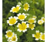 Shein 50 piezas de planta de berenjena de colores/Limnanthes Douglasii/Ganador del Premio al Mérito RHS Premium, flores de regalo, muy fácil de cultivar, pe