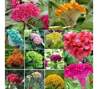 Shein 70 piezas Gallo de pelea de colores surtidos, gallo luchador de enanos para decoración de jardín, flores y verduras para exteriores, ideal como regalo