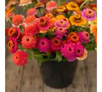 Shein 80 piezas de crisantemos rojos y hadas adecuados para uso al aire libre - Flower Flor de sueño happy adecuada para jardines, camas de flores, borde de