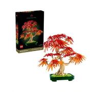 Shein Botanicals® Japanese Red Maple - Bonsai Tree ADULTS 10348