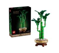 Shein Botanicals® Lucky bamboo ADULTS 10344