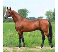 Shein Botas para caballos, cubiertas de protección para cascos de caballos, protectores de piernas para caballos, protectores de rodillas para caballos, bot