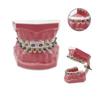 Shein Modelo dental manual con dientes reemplazables extraíbles para enseñanza e investigación, modelo tipodonto de educación dental para implantes y restau