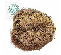 Shein MUT22 Rosa de Jericó