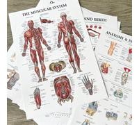 Shein Póster del sistema muscular - Póster sin marco de anatomía muscular humana, adecuado para educación sobre fitness y ejercicio