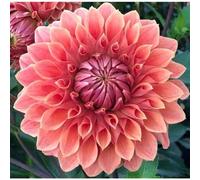 Shein Semillas de plantas de jardín, semillas de flores de colores mixtos, semillas de dalia 100 semillas/paquete