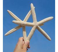 Shein Set de 3/6 piezas Decoración de pared con calcomanías de estrella de mar y conchas marinas de estilo mediterráneo, accesorios de decoración de escrito