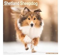 Shetland Sheepdog 2027 Calendar | Square Wall Calendar | Dog Breed Gift | Plastic Free Packaging | by Avonside Publishing