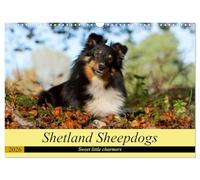 Shetland Sheepdogs - Sweet little charmers (calendario de 2026, DIN A3, paisajístico), CALVENDO 12 meses calendario de pared