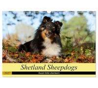 Shetland Sheepdogs - Sweet little charmers (Wall Calendar 2027 DIN A3 landscape), CALVENDO 12 Month Wall Calendar: Shetland Sheepdogs are sweet little companions