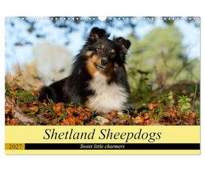 Shetland Sheepdogs - Sweet little charmers (Wall Calendar 2027 DIN A3 landscape), CALVENDO 12 Month Wall Calendar: Shetland Sheepdogs are sweet little companions