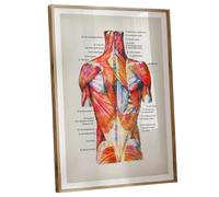 SHFTQXSLAT Human Muscle System Watercolor Chart - Labeled Medical Anatomy Poster for Study, Clinic Decor & Fitness Training Reference(Framed,16x24inch(40x60cm))