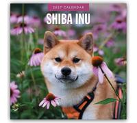 Shiba Inu 2027 Square Wall Calendar: Original Red Robin Publishing Ltd-Kalender [Mehrsprachig] [Kalender]