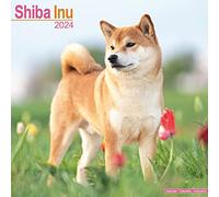 Shiba Inu Calendar 2024 Square Dog Breed Wall Calendar - 16 Month