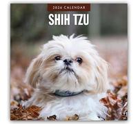 Shih Tzu 2026 Square Wall Calendar: Original Red Robin Publishing Ltd-Kalender [Mehrsprachig] [Kalender]